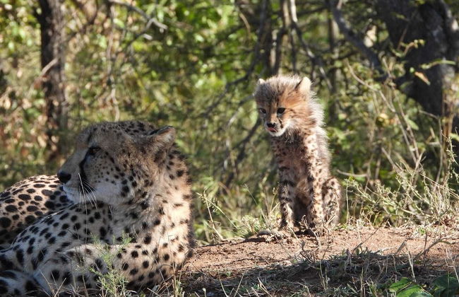 Rhino's Rest Private Luxury Villa - Photo 27