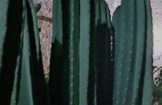 Pandera areopoli - Foto 28