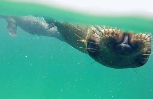 Avvistamento di leoni marini a Plettenberg Bay - Foto 5