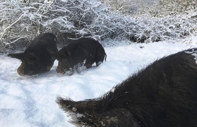 Countryside Cottage Retreat at Ty'r Cwm Farm - Photo 15