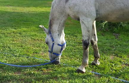 Villa Mainardi Agriturismo - Foto 16