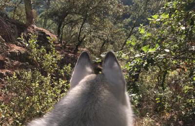 Gîte des 3 vallées - Le soleil des Cévennes - Foto 33