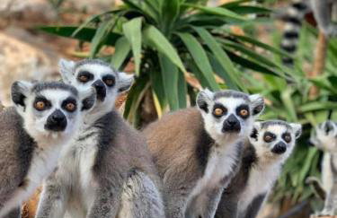 MENELAUS Stone House - Foto 47