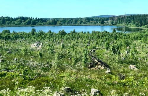 Harzpur Lodge - Pure Entspannung in purer Natur - Foto 77