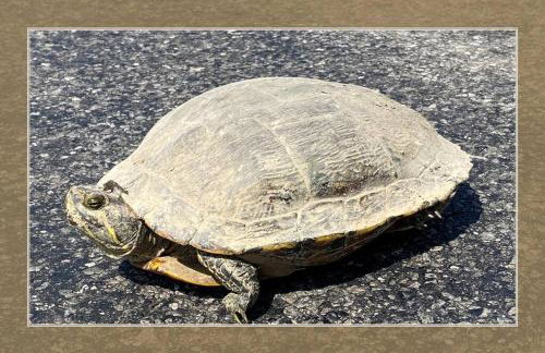 Luxurious Estate by Brown County 40 private acres - Foto 9