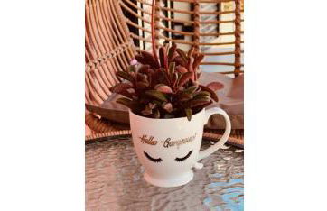 Miltonia Apartment - Foto 14