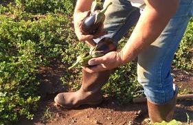 Masseria Murrieri Vecchio, Salento - Foto 26