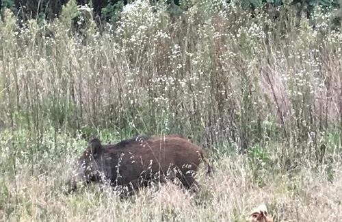 Sangrato 1883 - Foto 23