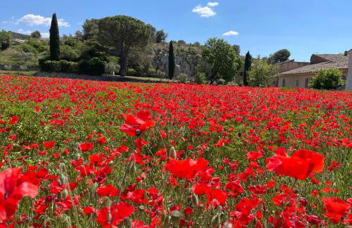 La Petite Rive - Les Oliviers - Foto 22