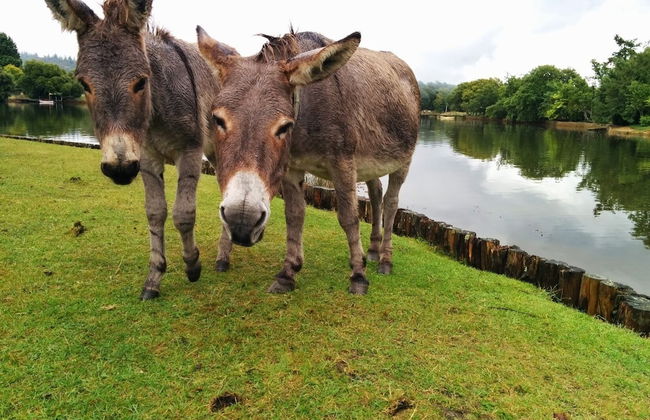 April Cottage - Foto 22