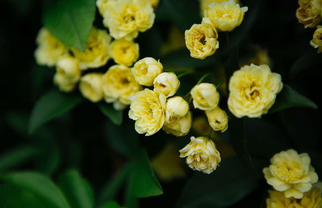 Federation Gardens & Possums Hideaway - Foto 71