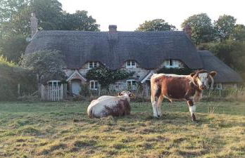 The Cottage - Photo 6