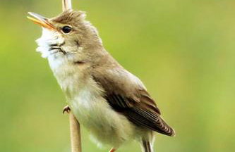 Somerleyton Meadows - Somerley House plus Hut & Hot Tub - Foto 41