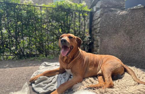 Muddy Boots Scarpa - Photo 16