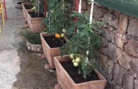 Lipovac resort Ficus - Foto 63