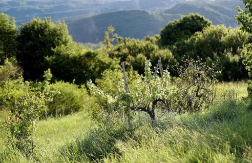 Villa Kristina Istra - Foto 26