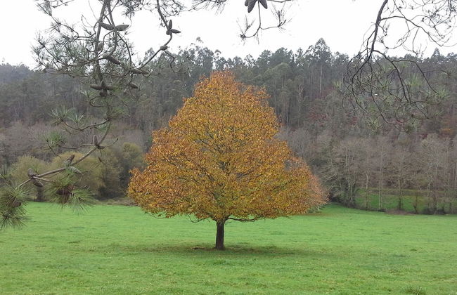 Casa de Graña de Acea - Photo 28