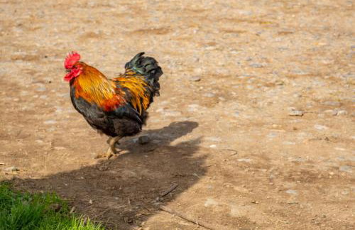 Five Acres - Foto 40