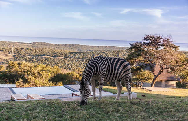JBay Zebra Lodge - Photo 80
