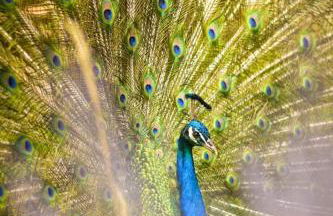 Ranch du Haut-Languedoc - Foto 20