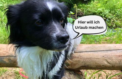 Tiny House - Auszeit im Wald am Badesee - Foto 3