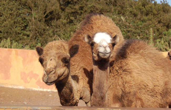 Giro in cammello a El Tanque - Foto 5