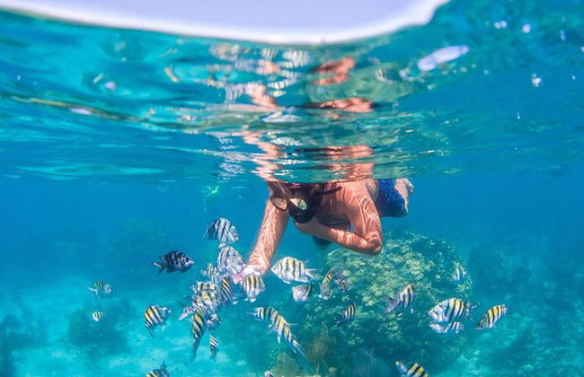Incrível tour de snorkeling de dia inteiro para Cozumel Cielo Starfish Reef - Foto 7