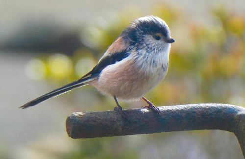 Coedmor Cottages - Foto 50