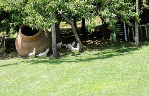 El Pinarejo - Photo 6