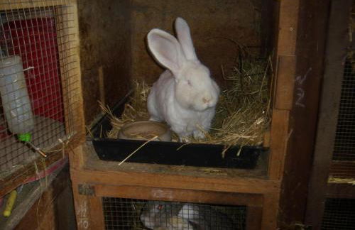 Ferienwohnung Barthel - Foto 12