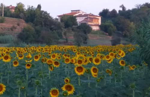 Podere Gian Battaglia - Foto 38