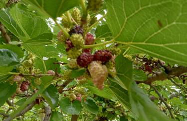 Agriturismo Adenzia - Foto 35