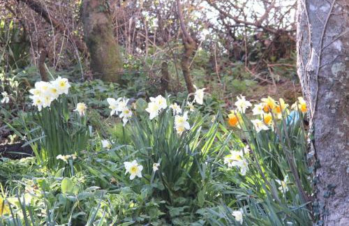 Helnoweth Lodge - Photo 40