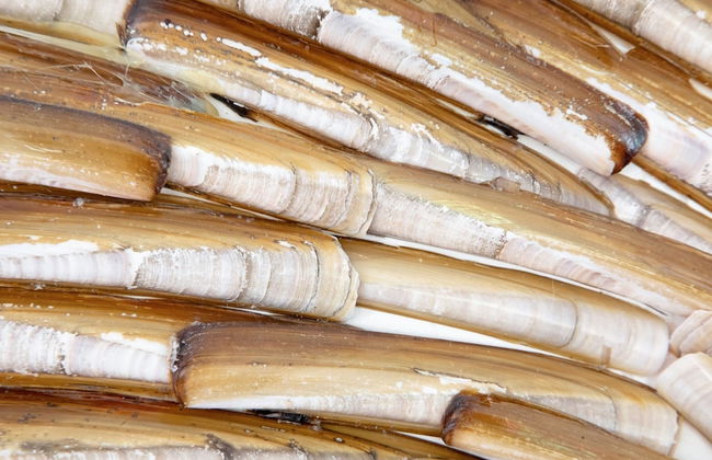 Holiday Home Near Dunes With Wellness Garden - Foto 30