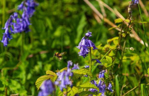 Chalet Lodge 2 - Hot Tub by Interhome - Foto 43