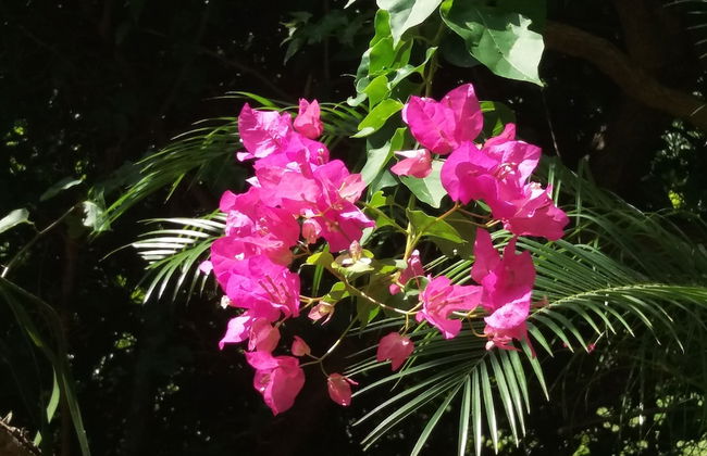 Condo Del Cielo - Foto 60