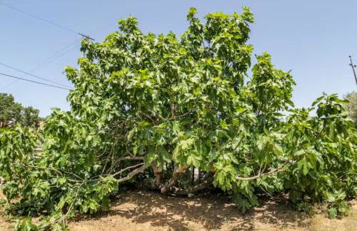 Casa da Figueira - Pool and Lounge - Foto 31