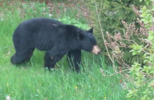 Dragonwood Castle on Waterfront with Stunning View - Foto 26