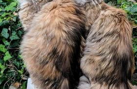 La Rose et Le Loup Gîte Éco-vintage - Foto 36