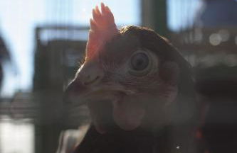 Appart Hotel Eugenie - Foto 38