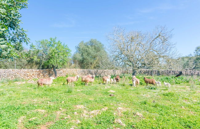 Can Potdir in Ariany - Foto 17