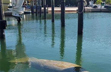 SEA MIST - Oceanfront-Lake-Kayak-Paddleboard-Bike - Foto 58