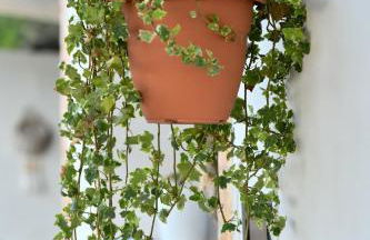 Taygetos Escape Sparta - Foto 10