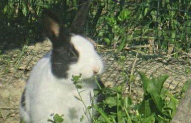 Agriturismo le Spighe - Fattoria Bertaccini - Foto 101