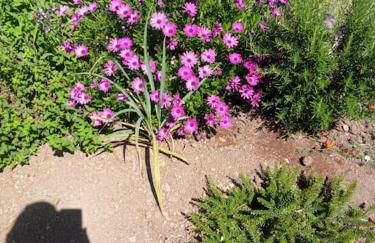 Casa de Celebrar a Vida - Foto 18