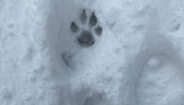 Appartamento immerso nel verde - Foto 4