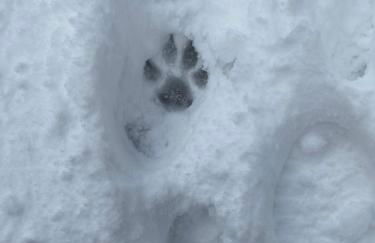 Appartamento immerso nel verde - Foto 4