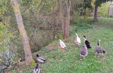 Partout l'étang Montier en der - Foto 19