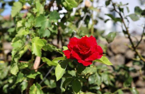 Casita La Rosa - Foto 14