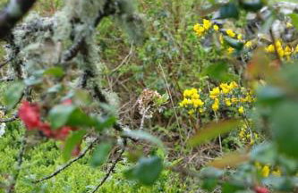 Stylish Scottish Manor, Coillemore House - Foto 37